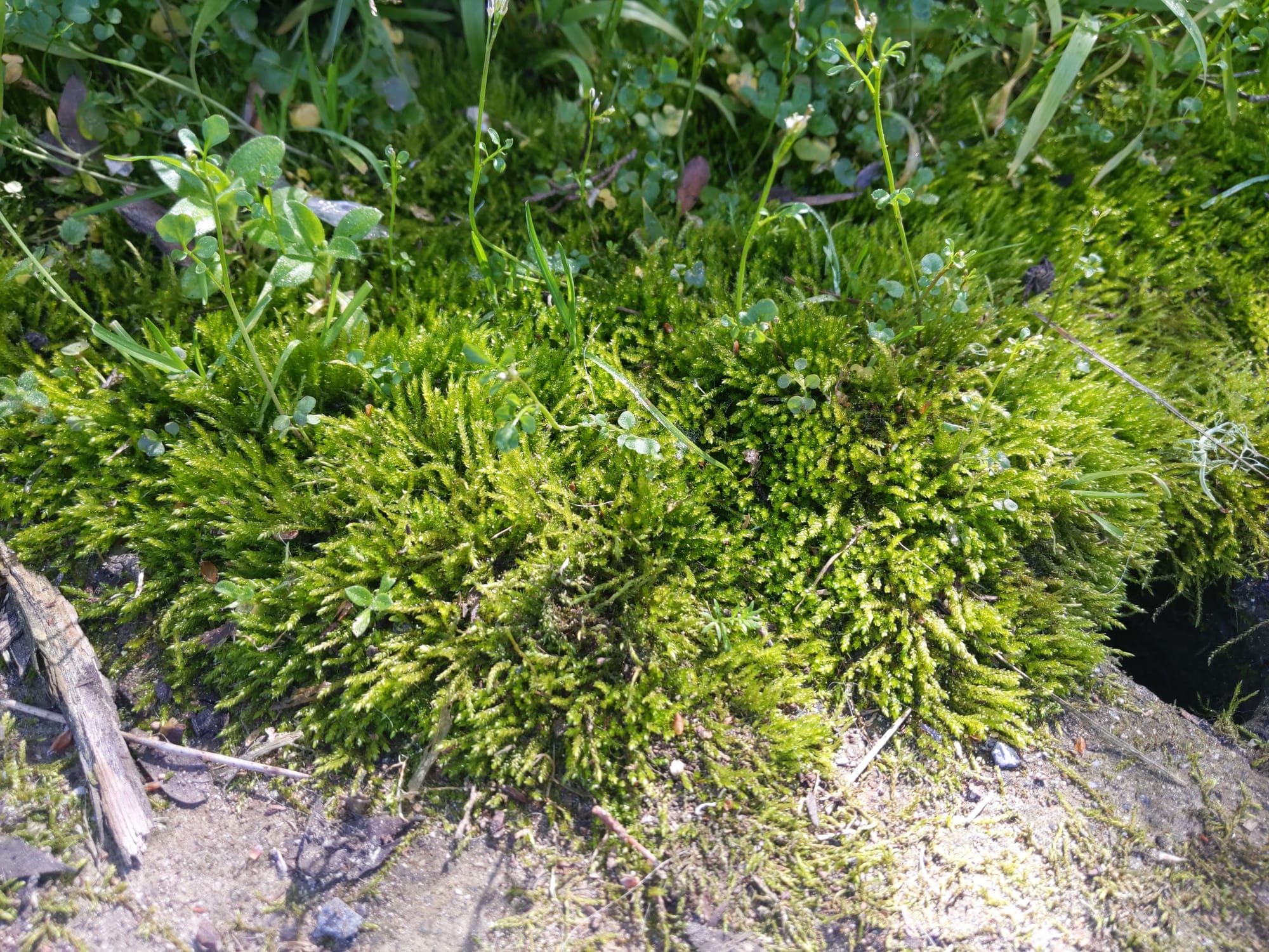 bright green moss